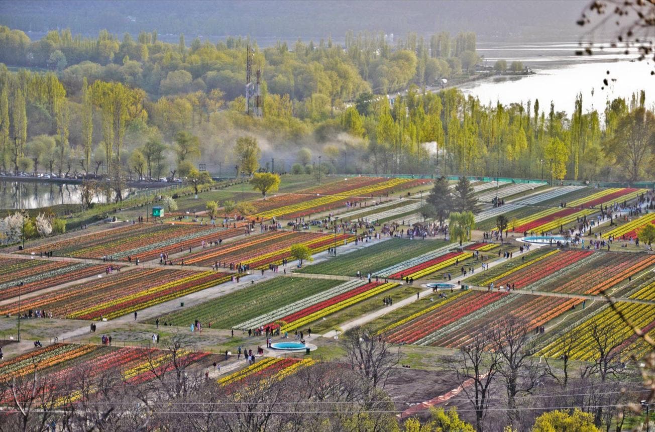 Tulip Garden